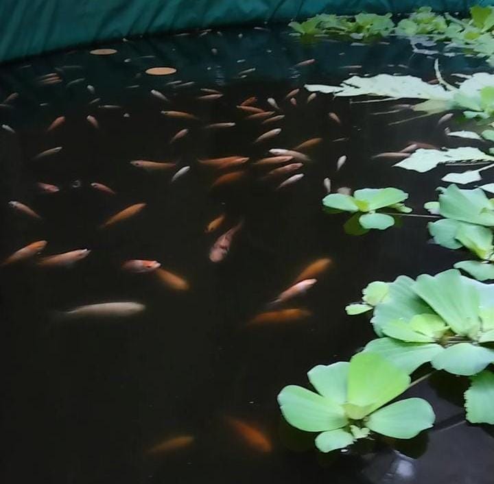 GEMARIKAN DAN IKAN AIR TAWAR  